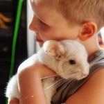 Шиншилла и дети: правила безопасного общения
