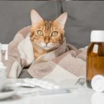 Эндокринные заболевания у кошек: симптомы и профилактика