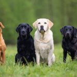 Лабрадор ретривер: идеальный друг для всей семьи