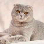 Шотландская вислоухая кошка: уход за ушами и шерстью