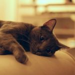 Как понять, что у кошки больное сердце? Как проверить сердце кошке? Во сколько обойдется лечение?
