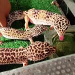 Кого можно завести дома из экзотических животных: подробный обзор