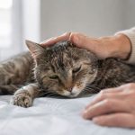 Последний путь любимой кошки: как принять неизбежное, понять, когда пришло время прощаться, и пережить утрату